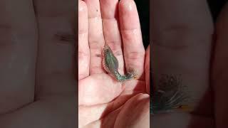 Guppy Guppies Livebearer Fish @guppy50k_new | Falcon Aquarium Services