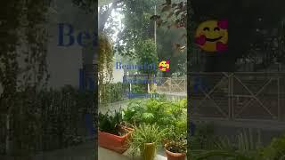 tum bhi badal ban jaana#garden #adisia #subscribe #ytubeshorts #gardening #barishsongstatus