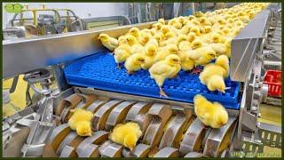 Chicken Mega Factory: Chicken Egg Incubation Technology - Broiler Raising Method & Process 