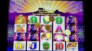 Max Bet Bonus Time! Buffalo, Buffalo Gold and Mighty Cash #buffalogold #bigwin