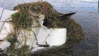 Video 11   Eurasian Watermilfoil