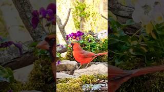 The Reddest Bird: Beautiful Northern Cardinal #birdlife #wildbirds  #naturevideo #birdsong #cattv