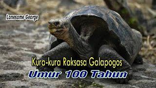 Lonesome George, 100 Year Old Giant Galapogos Tortoise