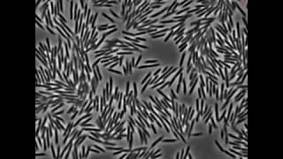 Motions of Swarming E coli Bacteria
