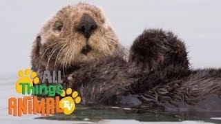 * SEA OTTER * | Animals For Kids | All Things Animal TV