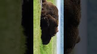 Two huge #bears battle for dominance #bearfight #alaska #grizzlybear