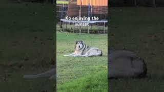 #alaskanmalamute