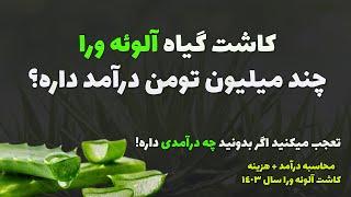 درآمد کاشت آلوئه ورا : تعجب میکنید بدونید چه درآمدی داره و صداش در نیامده تا حالا (درآمد سال 1403)