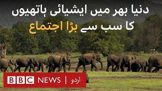 One of the 'Largest Elephant Gatherings on Earth' resumes - BBC URDU