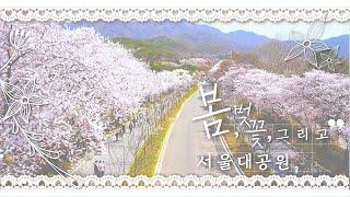 봄, 벚꽃 그리고 서울대공원 | Spring, cherry blossoms and Seoul Grand Park