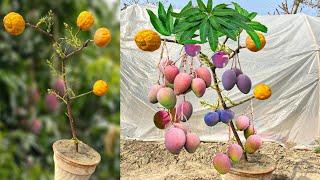 Unique Skill Propagation Mango Tree Growing Fast Use Natural Rooting Hormone (100% Success)