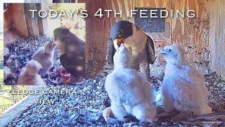 #97Falcon Nest ／Box Camera - FalconCam Project LIVE