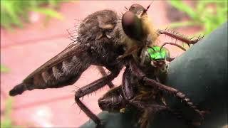 A Robber Fly AKA Knows As Assassin Fly Eating A Bee