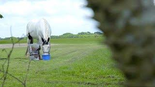 Buckeye Nutrition For Horses | Chewy