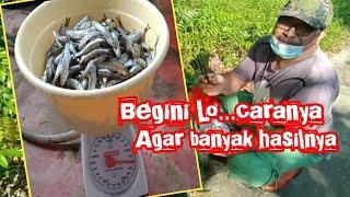 Cara pasang bubu payung ikan seluang dapat melimpah