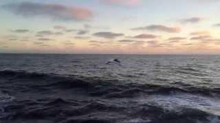 Porpoises at Sunset, SIO Cruise 10/24/14