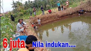 Ini yang di tunggu2‼️Mancing nila monster,,senar nyampe pada putus..