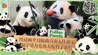 #FuBao 福宝来了今天开始在中国的新生活结束隔离的福公主大口吃竹子开箱新家全记录 #panda #푸바오 ｜Happiness Meeting Fu Bao｜MangoTV