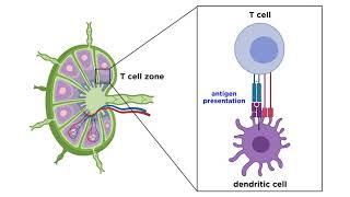 Structure and Immune Function of the Lymphatic System