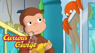 An Octopus Mystery  Curious George  Kids Cartoon  Kids Movies  Videos for Kids