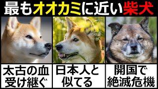 柴犬の歴史と特徴