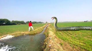 Big Anaconda Snake In Real Life