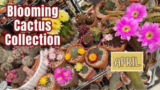 Cactus Collection Blooms in April