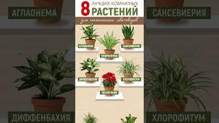 Лучшие комнатные растения для начинающих цветоводов #shorts