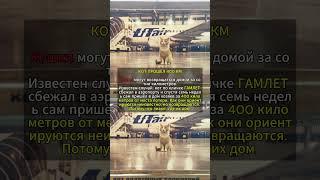 КОТ ПРОШЁЛ 400 КМ #редкие #факты #историиизжизни #история