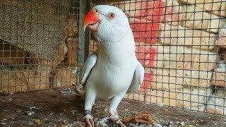 White Ringneck Parrot talking video HD