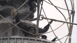 WDW: Animal Kingdom - Siamang Gibbon Clips