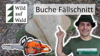 Buche fällen mit Vorhängerschnitt - SCHNELL & SICHER #wildaufwald