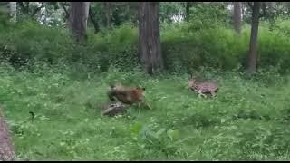 Deer unaware of a hidden Tiger.