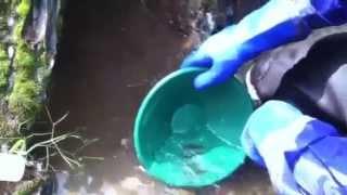 California Creek Gold Panning