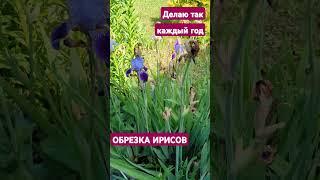 Обрезка ИРИСОВ  после ЦВЕТЕНИЯ #многолетники #сад #дача #цветы #ирис #обрезкасада