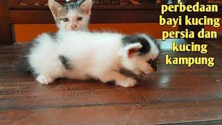 PERBEDAAN BAYI KUCING PERSIA DAN BAYI KUCING KAMPUNG