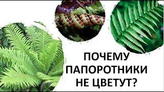 17. Почему папоротники не цветут?