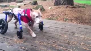 Best of Walkin' Pets Compilation Video