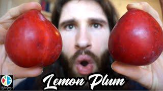 Lemon Plum Taste Test And Nutrition Facts