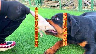 罗威纳幼犬护食咬人，金洋直接从嘴里掏肉，场面紧张让人捏把冷汗