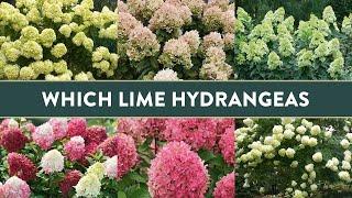 Comparing 4 Different “Lime” Hydrangeas - Which is BEST for you?