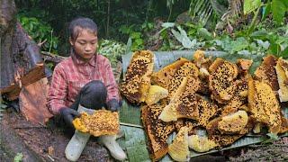 The process of exploiting wild honey for propagation - mingling with nature episode 19- ha thi muon