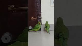 ##myparrots #mitthu #parrotslover