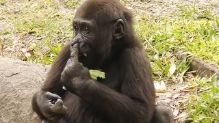 Baby Gorilla Eats Boogers FYV