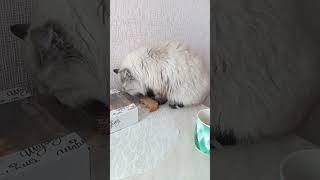 мне не стыдно, мне вкусно. #котик #cat #животные #мила