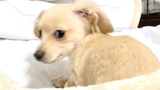 【チワックス】脱獄計画をたてる子犬がこちらです