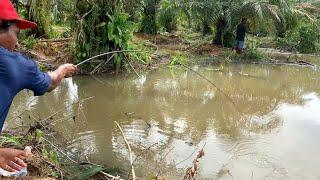 SERU MANCING RAME RAME.!!! SEMUA YANG MANCING PANEN IKAN DI KEBUN SAWIT YANG KEBANJIRAN