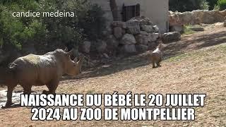 ZOO de MONTPELLIER Naissance d'un bébé rhinocéros bébé court avec sa maman