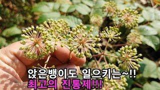 1m도 못 걷고 주저앉은 허리디스크,무릎통증,팔다리 마비 이~약초가 최고!!,앉은뱅이도 일으키는 독활