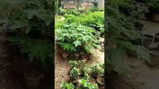 plant nursery vist |cheapest plant nursery in delhi| plantation #shorts #nursery #plants